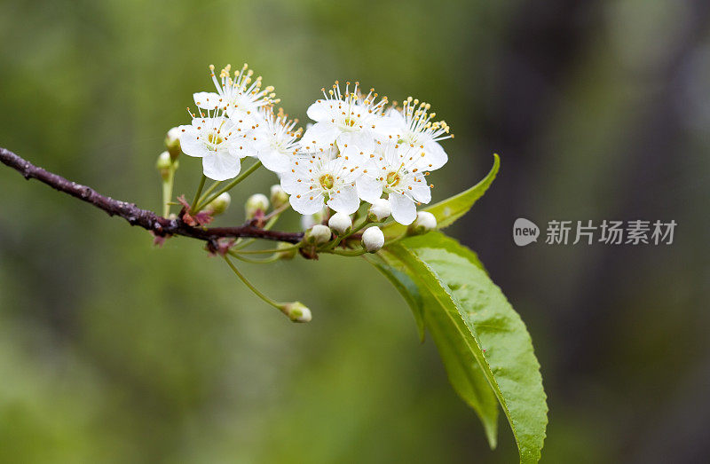 别针樱桃(Prunus Pensilvanica)开花